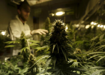 Foto de archivo. El cultivador Denis Contry revisa sus plantas de marihuana en la tienda Ganja Farms en Bogotá, Colombia. 10 de febrero de 2016. REUTERS/John Vizcaino