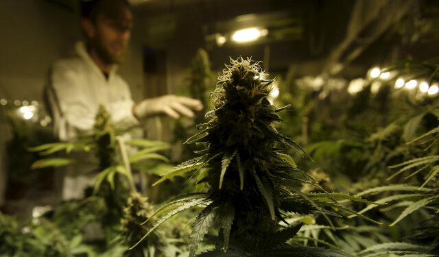 Foto de archivo. El cultivador Denis Contry revisa sus plantas de marihuana en la tienda Ganja Farms en Bogotá, Colombia. 10 de febrero de 2016. REUTERS/John Vizcaino