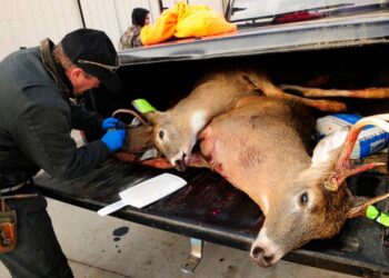 Esta foto de archivo del 17 de noviembre del 2012 muestra a Mike Zeckmeister, biólogo del Departamento de Recursos Naturales de Wisconsin, extrayendo el ganglio linfático a un venado en la camioneta de un cazador para hacer una prueba y ver si el animal tiene enfermedad crónica debilitante, en una caseta de control en Shell Lake, Wisconsin. PIONEER PRESS VIA AP, ARCHIVO SCOTT TAKUSHI.