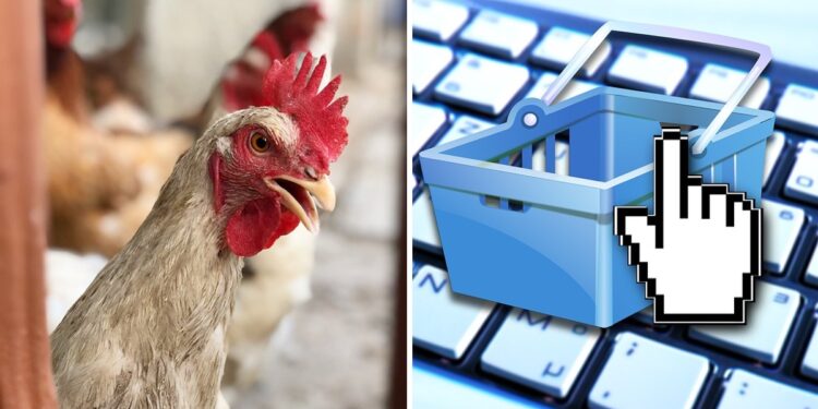 Gallina, compra por Internet. Foto referencial.