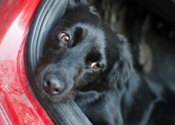 Labrador negro. Imagen referencial.