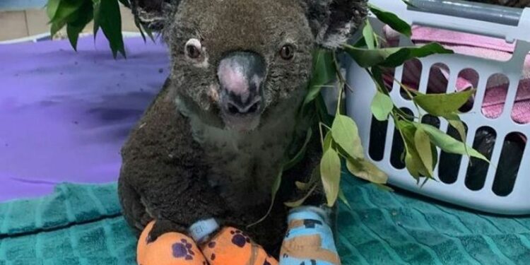 Lewis, el koala rescatado incendios Australia, Foto de archivo.