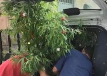 Arbolito navideño con marihuana. Brasil. Foto Ojo Perú.