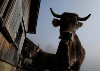 A horned cow is pictured at the farm of Armin Capaul, founder of the horned cow initiative (Hornkuh-Initiative), in Perrefitte near Moutier, Switzerland, November 15, 2018. Picture taken November 15, 2018. REUTERS/Denis Balibouse