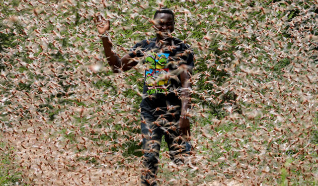 Enziu (Kenya), 24/01/2020.- A man runs through a desert locust swarm in the bush near Enziu, Kitui County, some 200km east of the capital Nairobi, Kenya, 24 January 2020. Large swarms of desert locusts have been invading Kenya for weeks, after having infested some 70 thousand hectares of land in Somalia which the United Nations Food and Agriculture Organisation (FAO) has termed the 'worst situation in 25 years' in the Horn of Africa. FAO cautioned that it poses an 'unprecedented threat' to food security and livelihoods in the region. (Kenia, Estados Unidos) EFE/EPA/DAI KUROKAWA