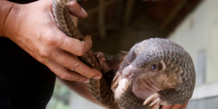 FILE PHOTO: A man holds a pangolin at a wild animal rescue center in Cuc Phuong, outside Hanoi, Vietnam September 12, 2016. Picture taken on September 12, 2016.  REUTERS/Kham/File Photo