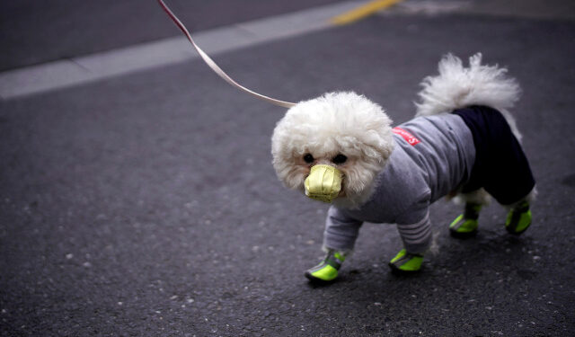 Un perro con mascarilla y zapatos en Shanghái, 2 marzo 2020.
REUTERS/Aly Song