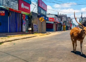 A wild deer, from a herd used to mingle with and be fed by the local population, roams in a deserted street during a government-imposed nationwide lockdown against the COVID-19 coronavirus, in the port city of Trincomalee on March 31, 2020. (Photo by STR / AFP)