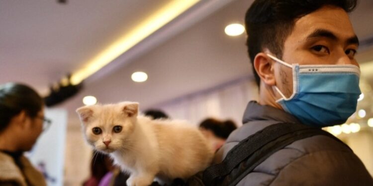 Un hombre con mascarilla transporta a su mascota sobre la mochila en Hanoi durante un concurso de gatos. Foto AFP.