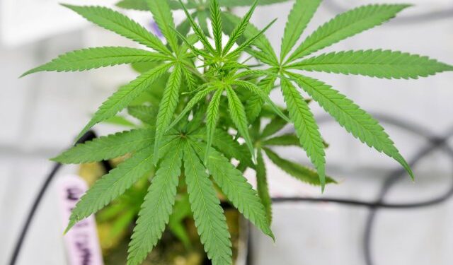 FILE PHOTO: A small marijuana plant grows in a lab at the new Commercial Cannabis Production Program at Niagara College in Niagara-on-the-Lake, Ontario, Canada, October 9, 2018.  REUTERS/Carlos Osorio/File Photo