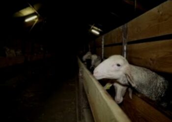 Matadero Sur de Francia. Foto captrua de video EFE.