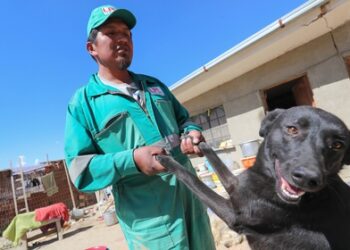 Miguel Ángel bolivia, animales basura. Foto Infobae