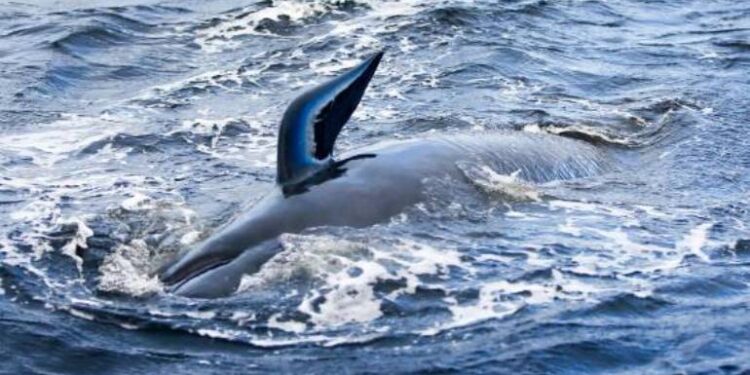 Australia. ballenas. Foto Agencias.