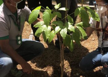 Fospuca, plantación de apamates en Baruta.