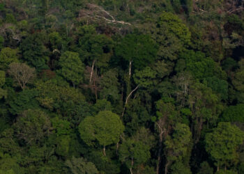 La Amazonía, Foto de archivo.