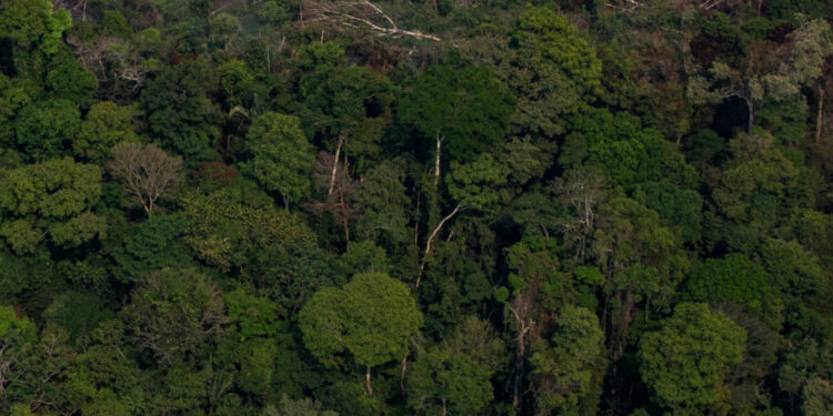 La Amazonía, Foto de archivo.