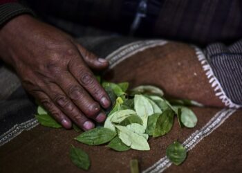 Bolivian shaman Don Juan Tres Estrellas reads coca leaves in El Alto, Bolivia, on October 15, 2020. - Aymara chamans use coca leaf reading, an ancestral Andean tradition, to predict the result of the October 18 elections in Bolivia. (Photo by RONALDO SCHEMIDT / AFP)