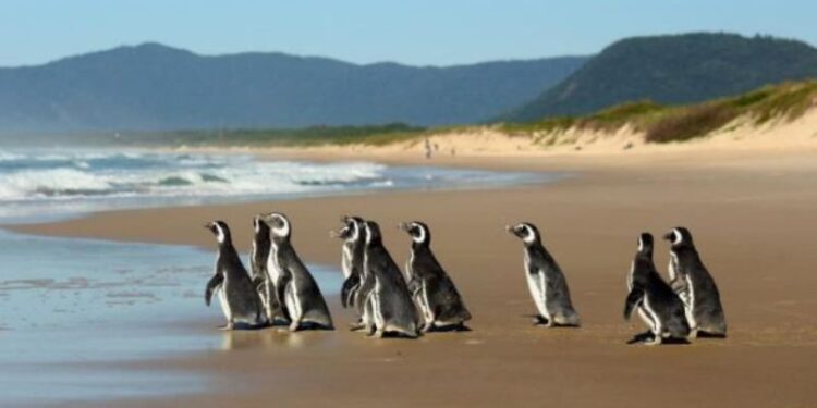 Brasil rescató este año en sus playas 5.597 pingüinos varados. Foto EFE.