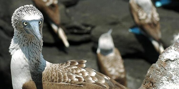 Expertos esperan romper el récord de conteo de aves en Galápagos