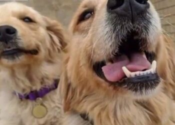 Golden retriever. Foto de archivo.