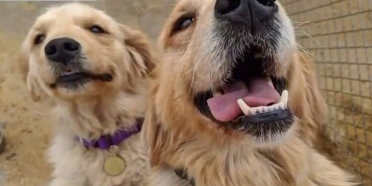 Golden retriever. Foto de archivo.