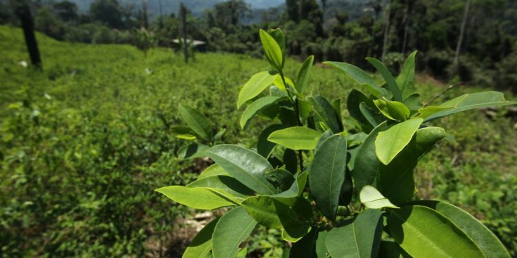 Los cultivos de coca en Perú. Foto de archivo.