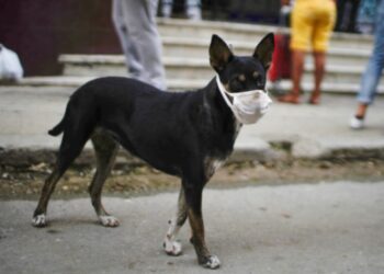 Mascarilla perro. Foto de archivo.