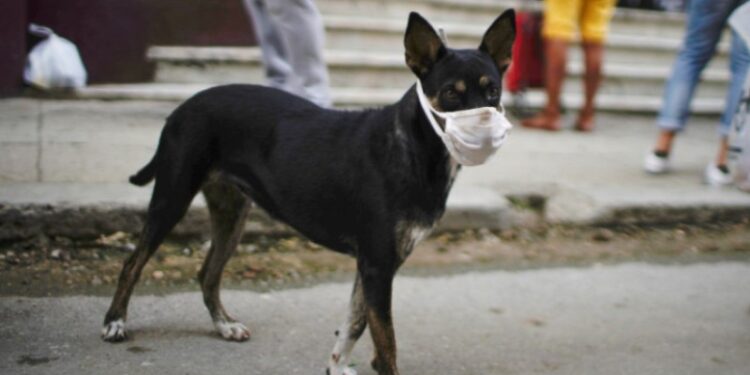 Mascarilla perro. Foto de archivo.