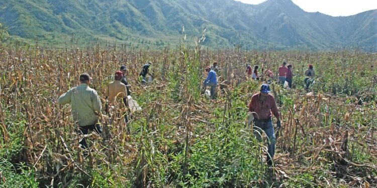 Productores de maíz Guárico. Foto de archivo.