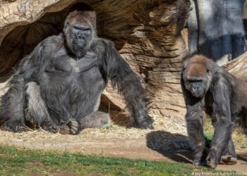 Gorilas del zoológico Safari Park de San Diego, California, EEUU. Foto agencias.