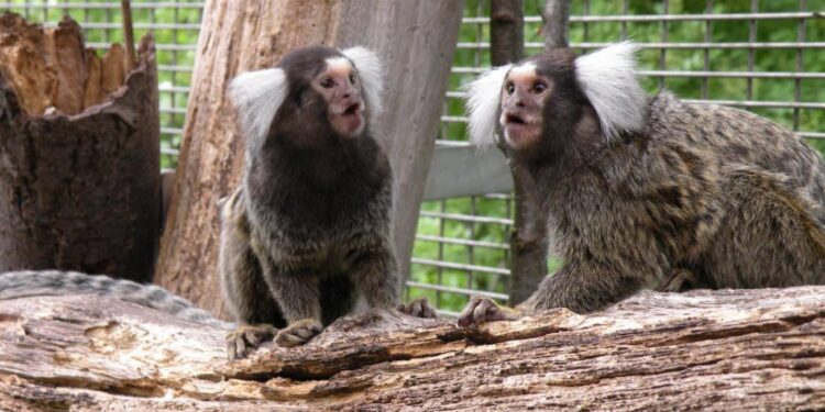 Los monos titíes. Foto Agencias SINC