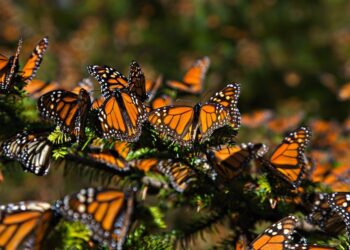 Feb. 6, 2008 - Ocampo, Michoacan, MEXICO - Monarch Butterflies mass at the Monarch Butterfly Biosphere Reserve in El Rosario central Mexican in Michoacan State. Each year hundreds of millions Monarch butterflies mass migrate from the U.S. and Canada to Oyamel fir forests in the volcanic highlands of central Mexico. North American monarchs are the only butterflies that make such a massive journeyÃ‘up to 3,000 miles  (Credit Image: © Richard Ellis/ZUMAPRESS.com)