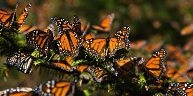 Feb. 6, 2008 - Ocampo, Michoacan, MEXICO - Monarch Butterflies mass at the Monarch Butterfly Biosphere Reserve in El Rosario central Mexican in Michoacan State. Each year hundreds of millions Monarch butterflies mass migrate from the U.S. and Canada to Oyamel fir forests in the volcanic highlands of central Mexico. North American monarchs are the only butterflies that make such a massive journeyÃ‘up to 3,000 miles  (Credit Image: © Richard Ellis/ZUMAPRESS.com)