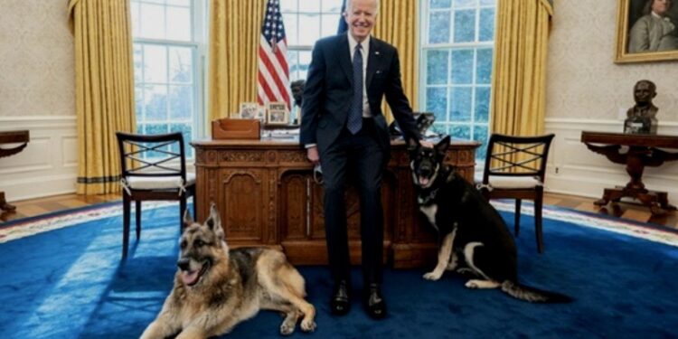 Perros del presidente de EEUU. Joe Biden. Foto agencias.