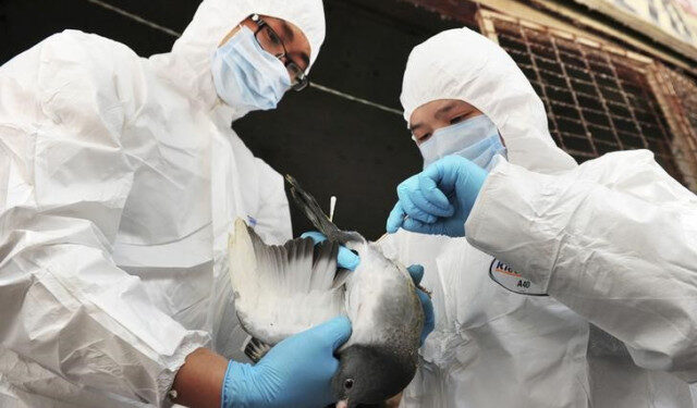 FOTO DE ARCHIVO. Imagen referencial de funcionarios sanitarios examinando una paloma para detectar el H7N9 en un mercado de aves de corral en Changsha, provincia de Hunan, China. 7 de abril de 2013. REUTERS/China Daily