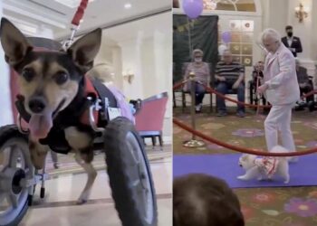 Desfile de perros alienta a residentes de geriátrico tras aislamiento de 2020. Foto captura de video EFE.