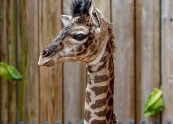 USA436. ORLANDO (ESTADOS UNIDOS), 21/06/2021.- Fotografía cedida por Disney donde se muestra el cuello de una jirafa macho Masai (Giraffa camelopardalis tippelskirchi) de 83 kilos y 1,8 metros de altura, que fue presentado este lunes en sociedad en el parque temático Animal Kingdom de Disney en Lake Buena Vista en Orlando (Florida, EE.UU.). Según el equipo de cuidado de animales de Disney que estuvo presente durante el nacimiento, ocurrido el 10 de junio, la jirafa, que aún no tiene nombre, es tranquila, relajada y disfruta del tiempo de abrazos con su madre, Lily. EFE/David Roark/Disney /SOLO USO EDITORIAL/ SOLO DISPONIBLE PARA ILUSTRAR LA NOTICIA QUE ACOMPAÑA (CRÉDITO OBLIGATORIO)