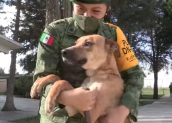 Perros rescatados por soldados México. Foto captura de video EFE.