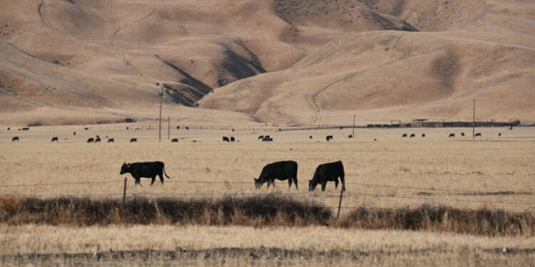 Cows graze in a dry landscape in Grapevine, California, at the southern end of the San Joaquin Valley in California's drought-stricken Central Valley on July 23, 2021. - In the valleys of central California, the search for water has turned into an all-out obsession as the region suffers through a drought that could threaten the US food supply.
Residents have watched with dismay as verdant fields have turned into brown, dusty plains, leaving shriveled trees, dying plants and exasperated farmers. (Photo by Robyn Beck / AFP)