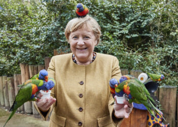 La canciller alemana, Angela Merkel, alimenta loros australianos en el parque de aves de Marlow, Alemania, el 23 de septiembre de 2021.
Georg Wendt/dpa / AP