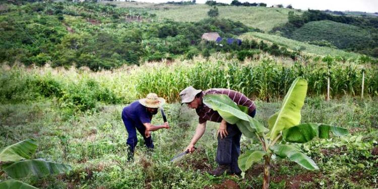 Productores agrícolas en Los Andes. Foto de archivo.