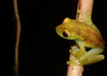 Ecuador, nueva especie de rana. Foto Infobae.