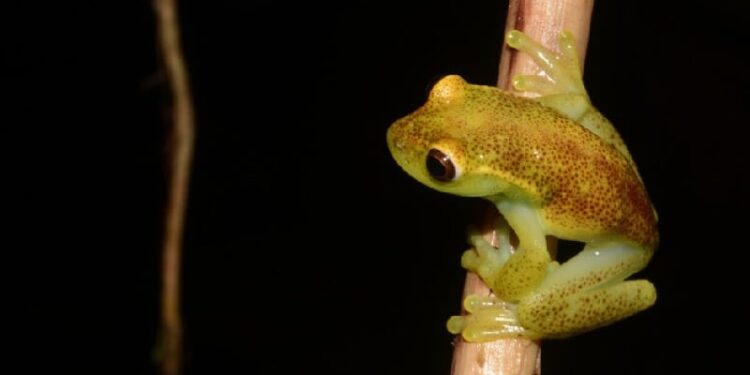 Ecuador, nueva especie de rana. Foto Infobae.