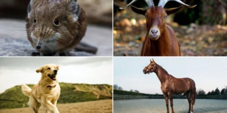 Musaraña, cabra, perro,caballo. Foto collage.
