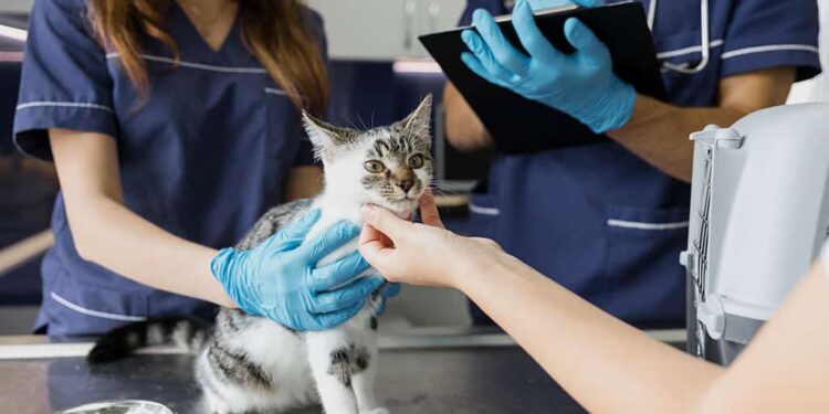 Gato. veterinario. Foto referencial.