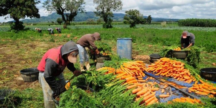 Agricultores. Foto de archivo.