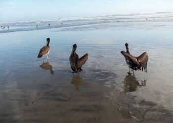 Pelicanos. Foto @Agencia_Andina
