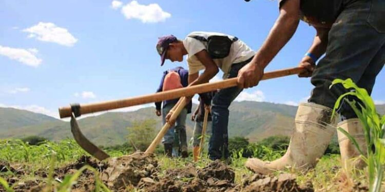 Siembra. Venezuela. Foto de archivo.