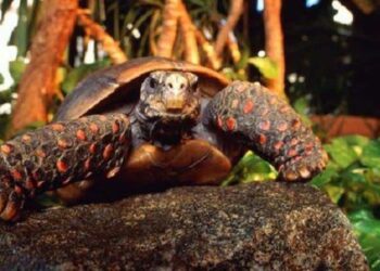 Tortuga de patas rojas. Foto de archivo.