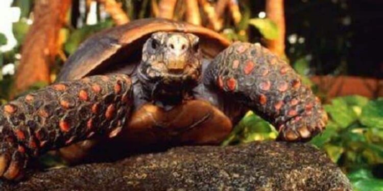 Tortuga de patas rojas. Foto de archivo.